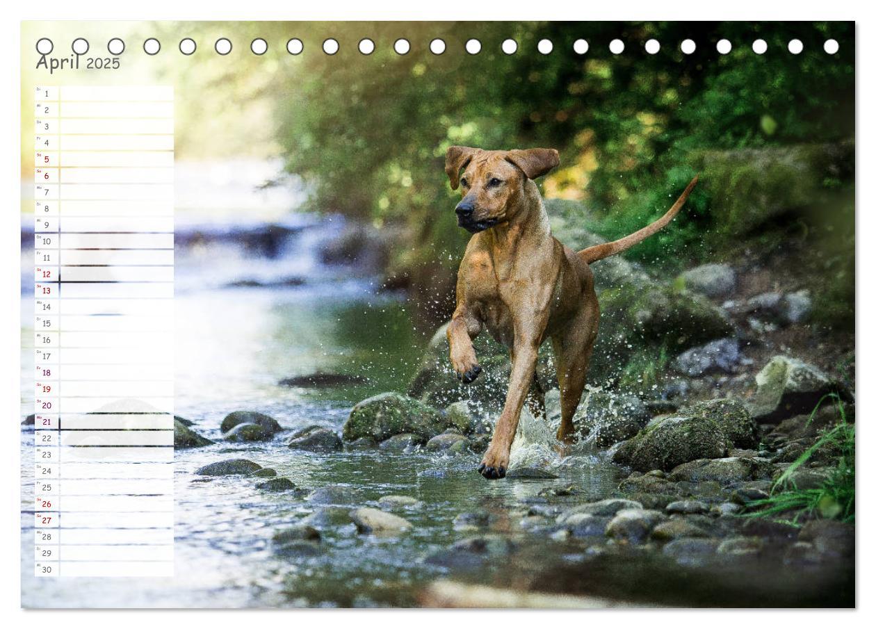 Bild: 9783435357253 | Rhodesian Ridgeback - Herzen auf vier Pfoten (Tischkalender 2025...