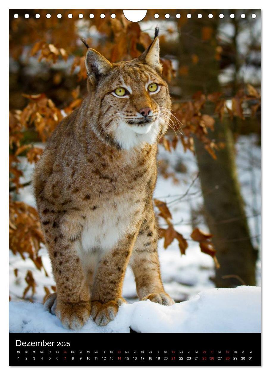 Bild: 9783457007570 | Der Luchs - Europas größte Samtpfote (Wandkalender 2025 DIN A4...