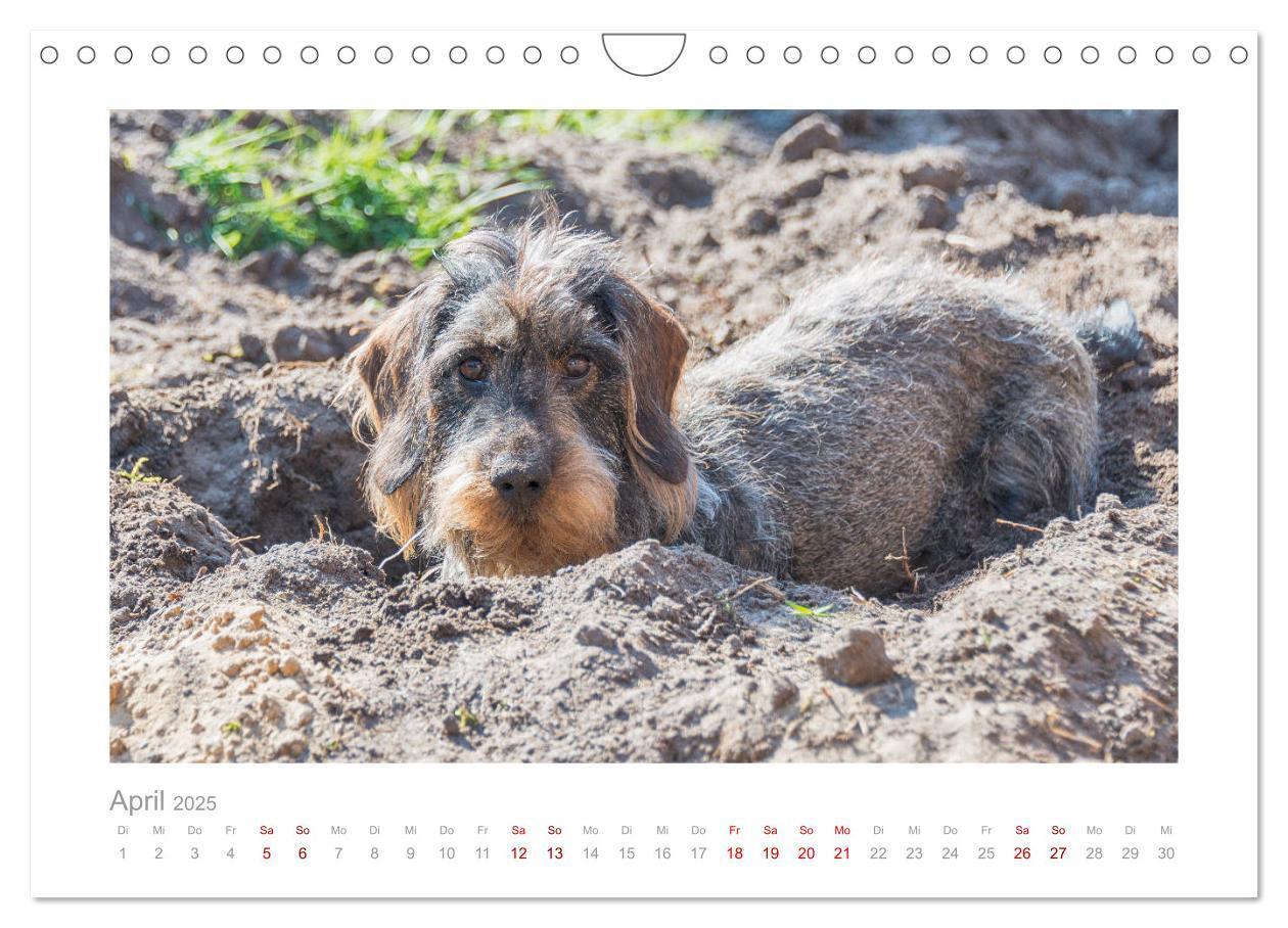 Bild: 9783435104710 | Dackelblicke - ein bezaubernder Rauhaardackel (Wandkalender 2025...