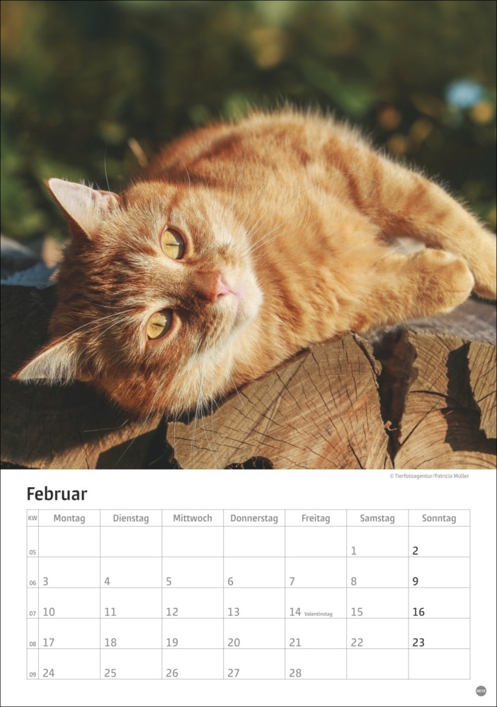 Bild: 9783756405589 | Katzen Kalender 2025 | Kalender | Spiralbindung | 13 S. | Deutsch