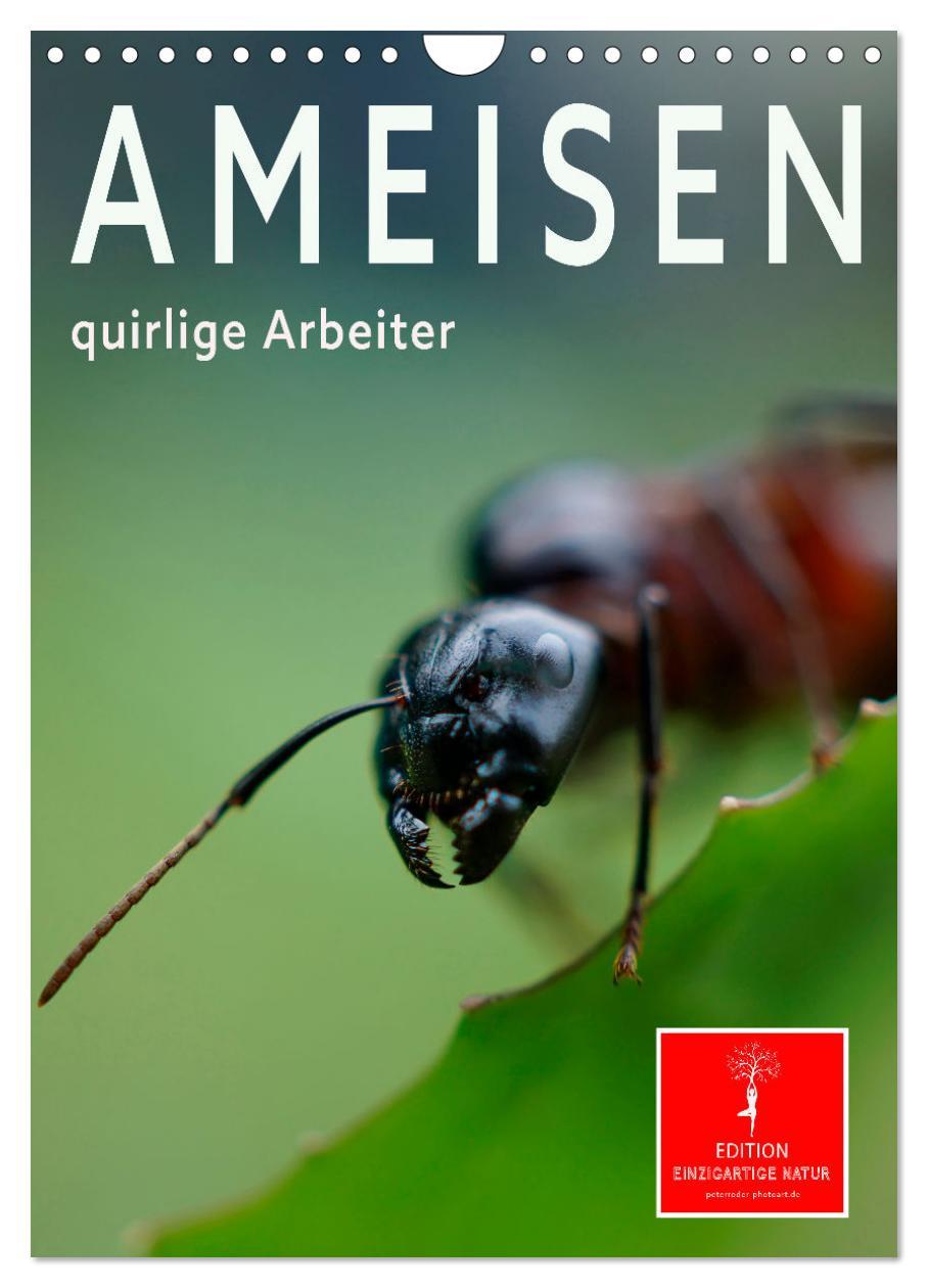 Cover: 9783435907540 | Ameisen quirlige Arbeiter (Wandkalender 2025 DIN A4 hoch), CALVENDO...