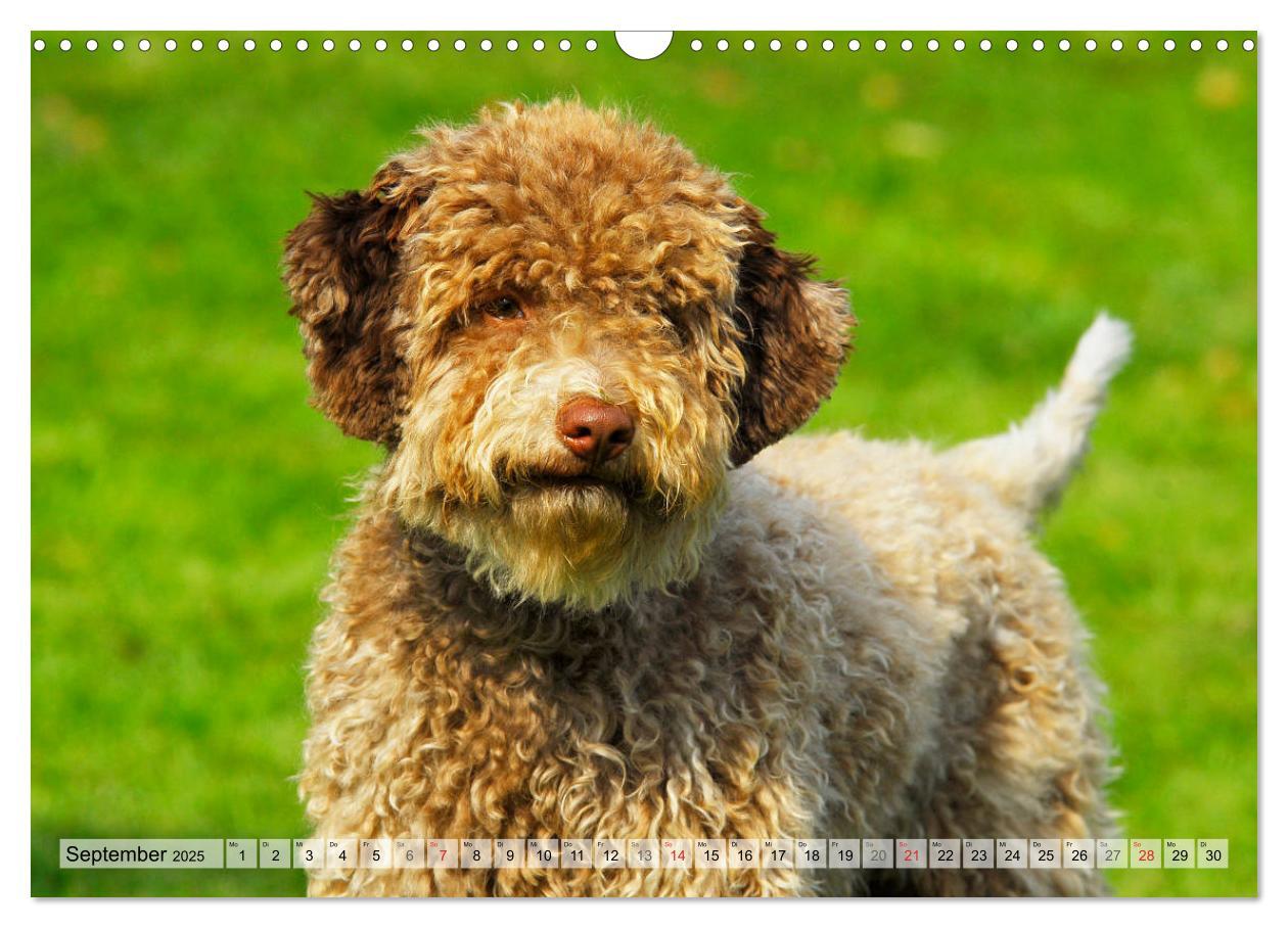 Bild: 9783435312399 | Lagotto Romagnolo - Ein Hund zum Verlieben (Wandkalender 2025 DIN...