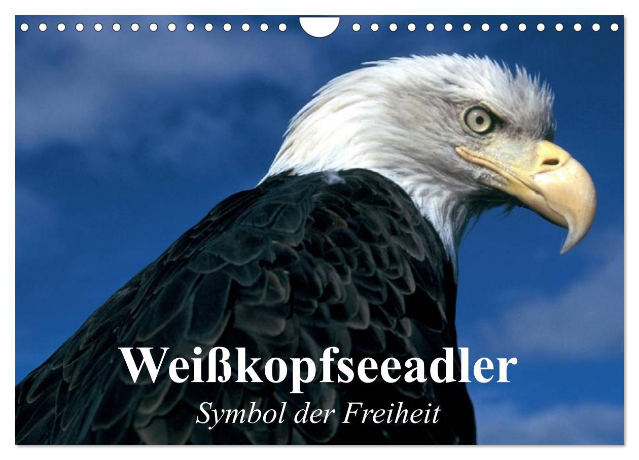 Cover: 9783435518135 | Weißkopfseeadler. Symbol der Freiheit (Wandkalender 2025 DIN A4...