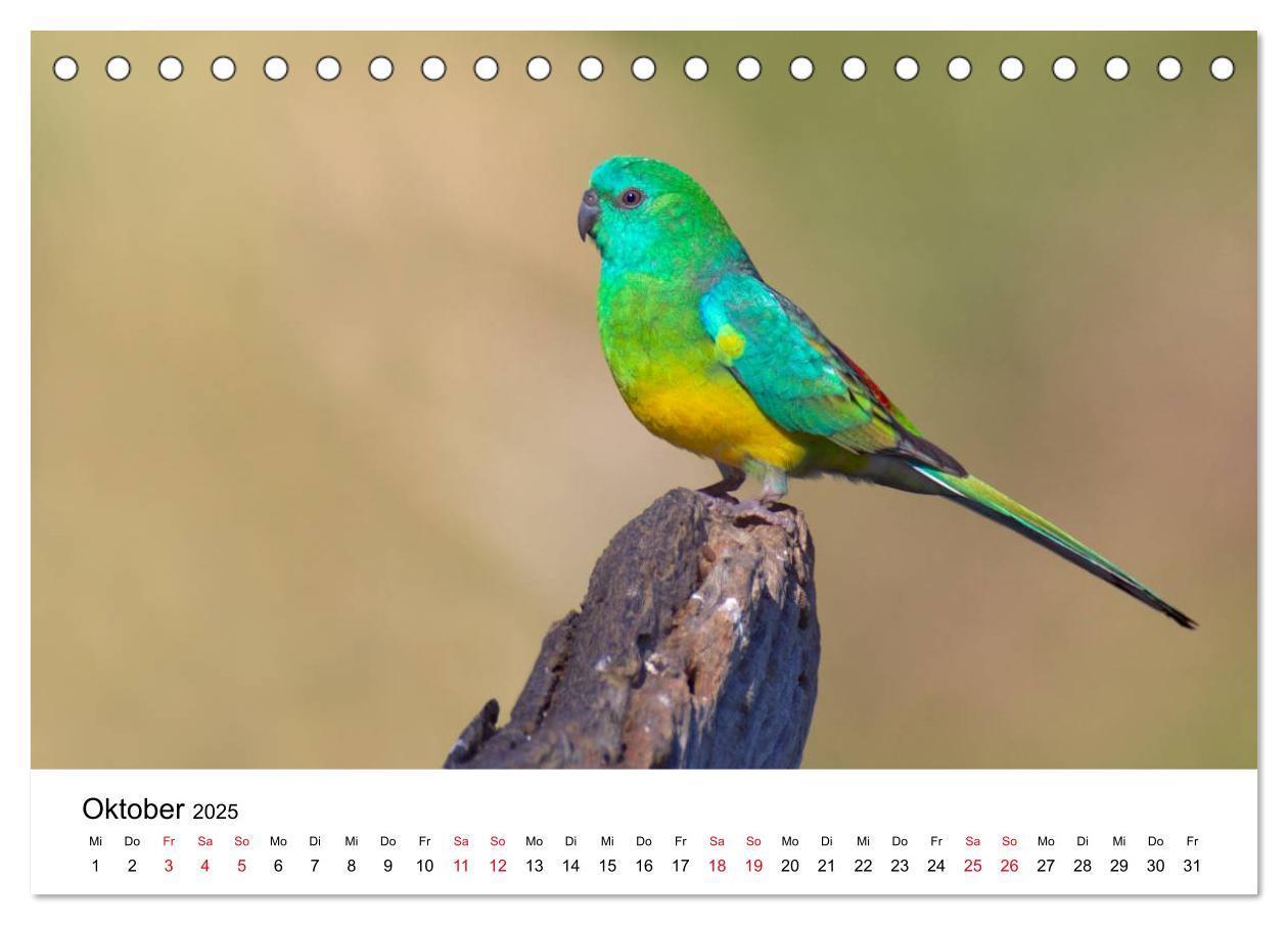 Bild: 9783435612239 | Australische Papageien (Tischkalender 2025 DIN A5 quer), CALVENDO...