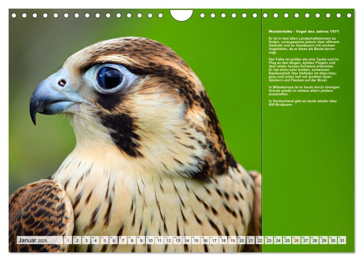 Bild: 9783383861482 | Heimische Vögel des Jahres (Wandkalender 2025 DIN A4 quer),...