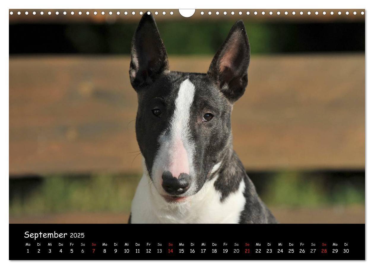 Bild: 9783435768462 | Bullterrier (Wandkalender 2025 DIN A3 quer), CALVENDO Monatskalender