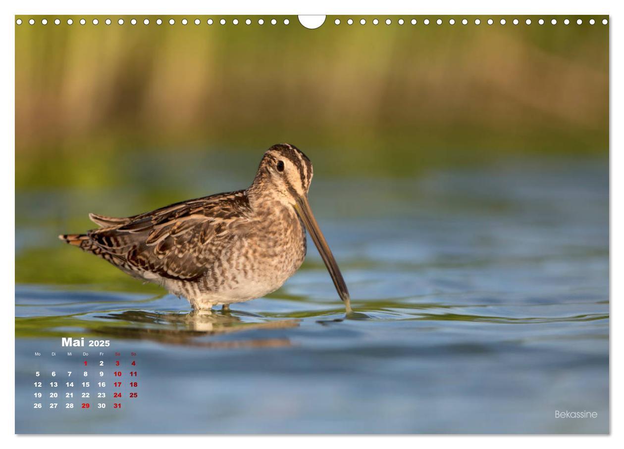 Bild: 9783435379859 | Wattvögel an der Friesischen IJsselmeerküste (Wandkalender 2025 DIN...