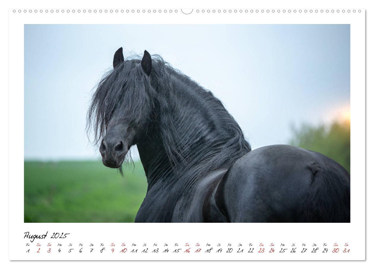 Bild: 9783435234127 | Friesen - stolze Giganten (hochwertiger Premium Wandkalender 2025...