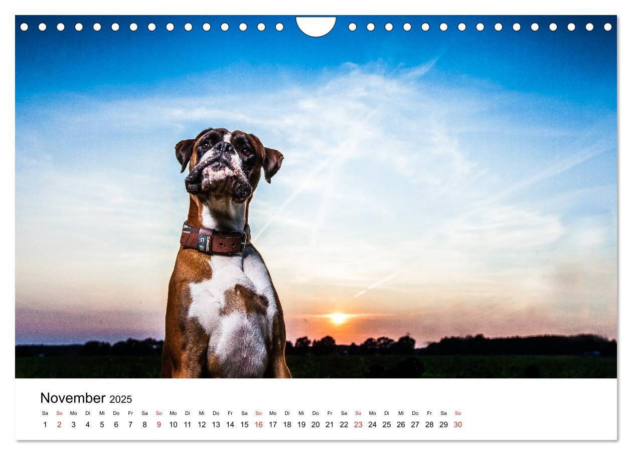 Bild: 9783435614523 | Deutscher Boxer (Wandkalender 2025 DIN A4 quer), CALVENDO...