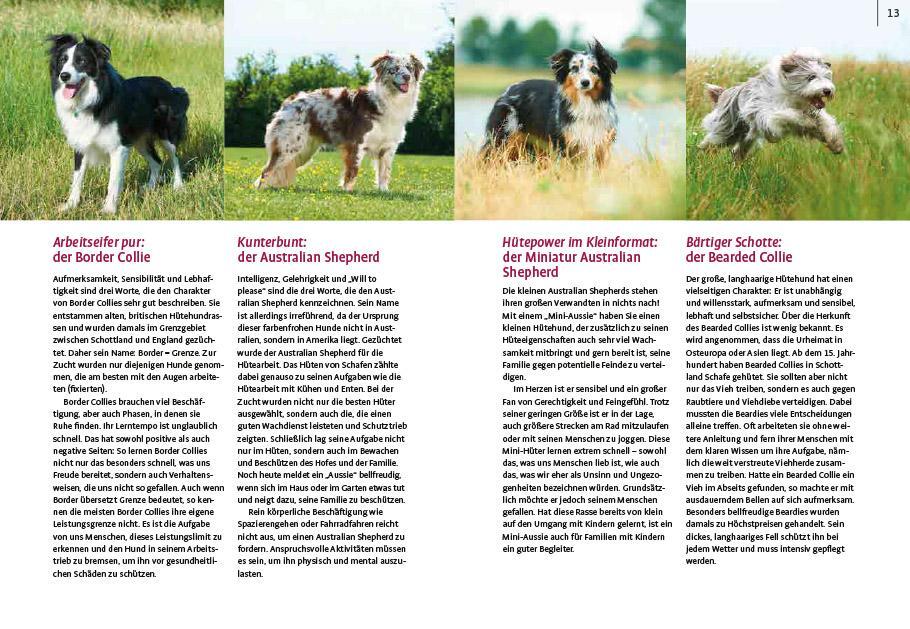 Bild: 9783818617769 | Spiele und Action für ausgeglichene Hütehunde | Marion Albers | Buch