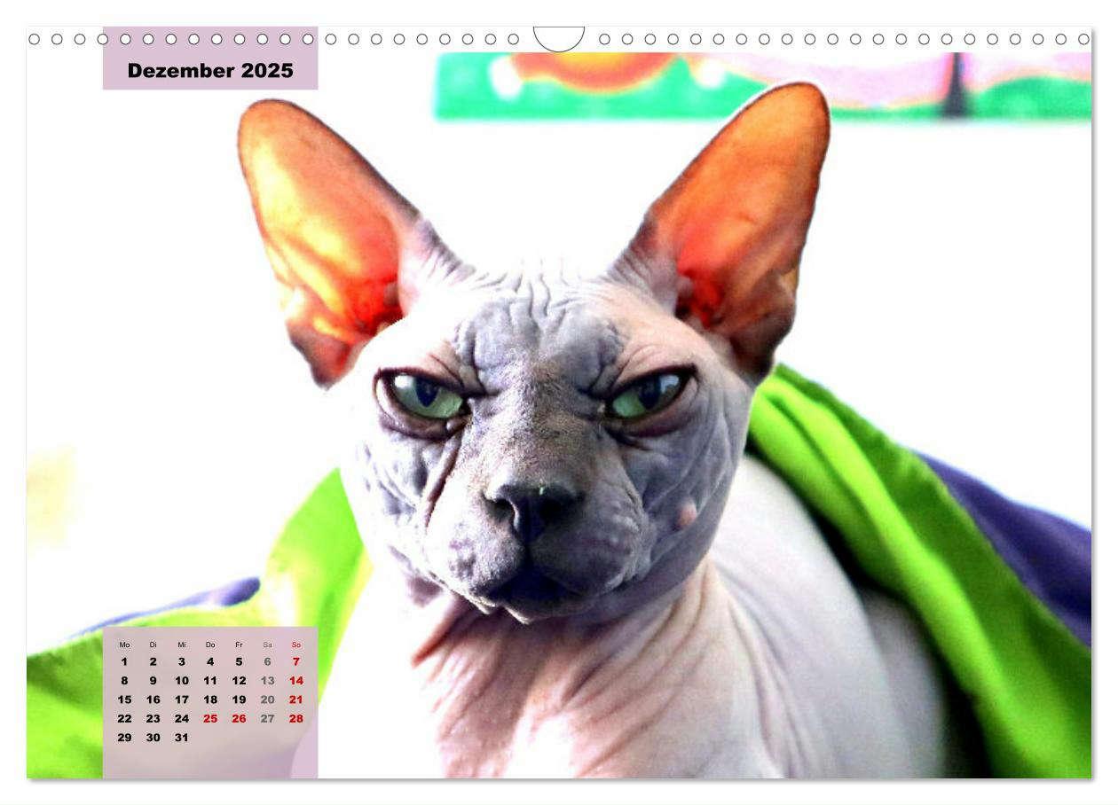 Bild: 9783435050086 | Sphinx. Grazile und anmutige Nacktkatzen (Wandkalender 2025 DIN A3...