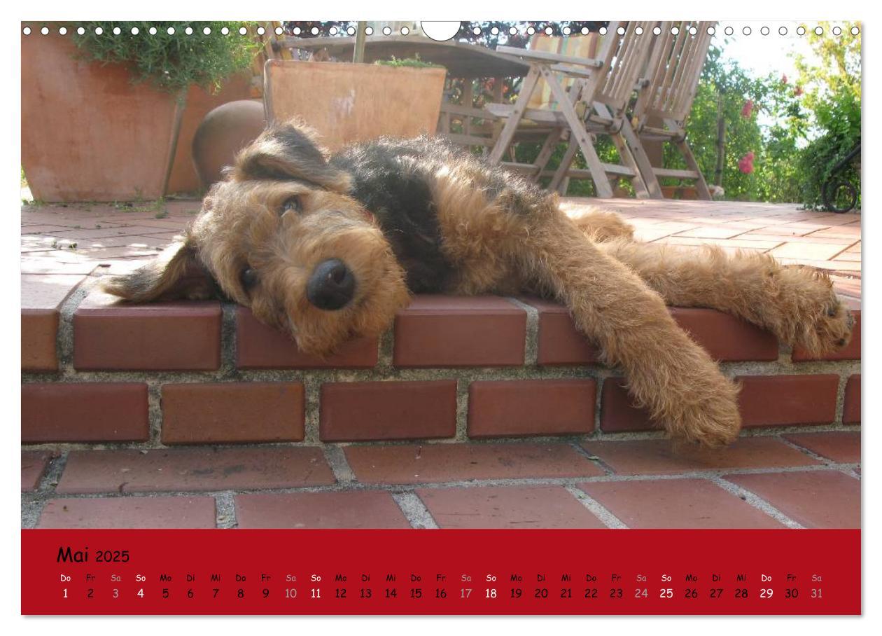 Bild: 9783435665488 | Airedale Terrier (Wandkalender 2025 DIN A3 quer), CALVENDO...