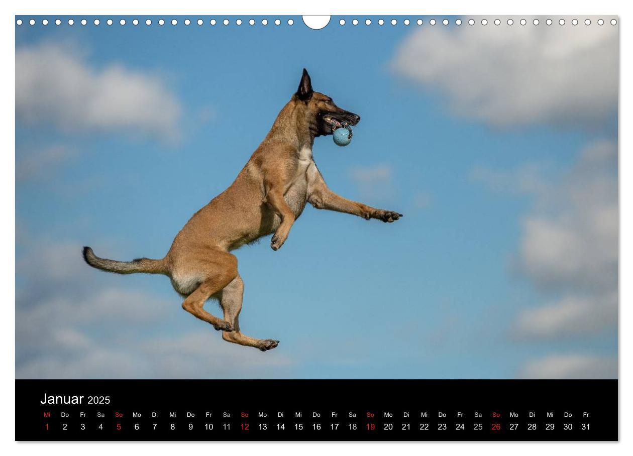 Bild: 9783435631445 | Belgischer Schäferhund - Der Malinois in Action (Wandkalender 2025...