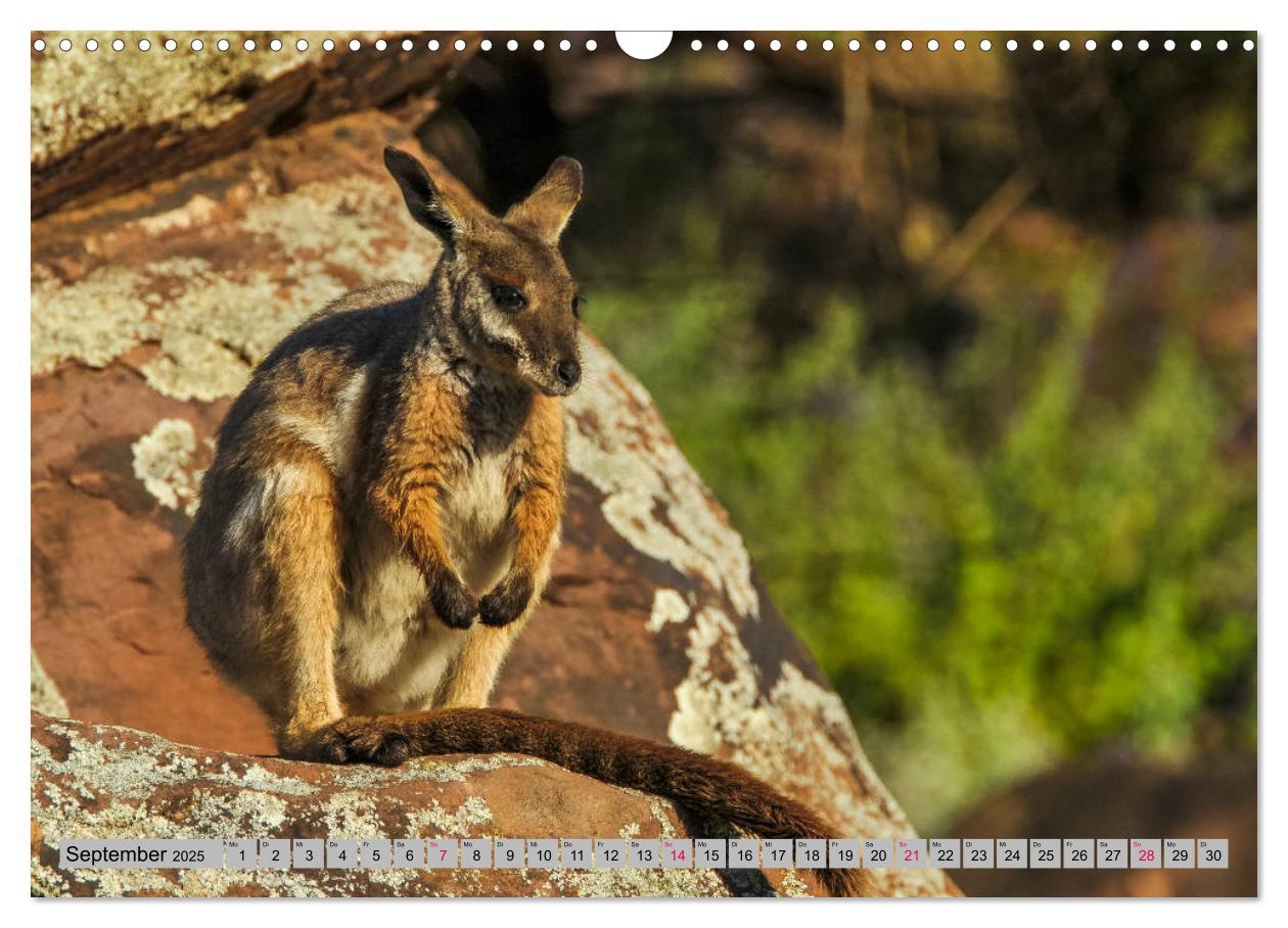 Bild: 9783435362561 | Kängururs und Wallabys (Wandkalender 2025 DIN A3 quer), CALVENDO...