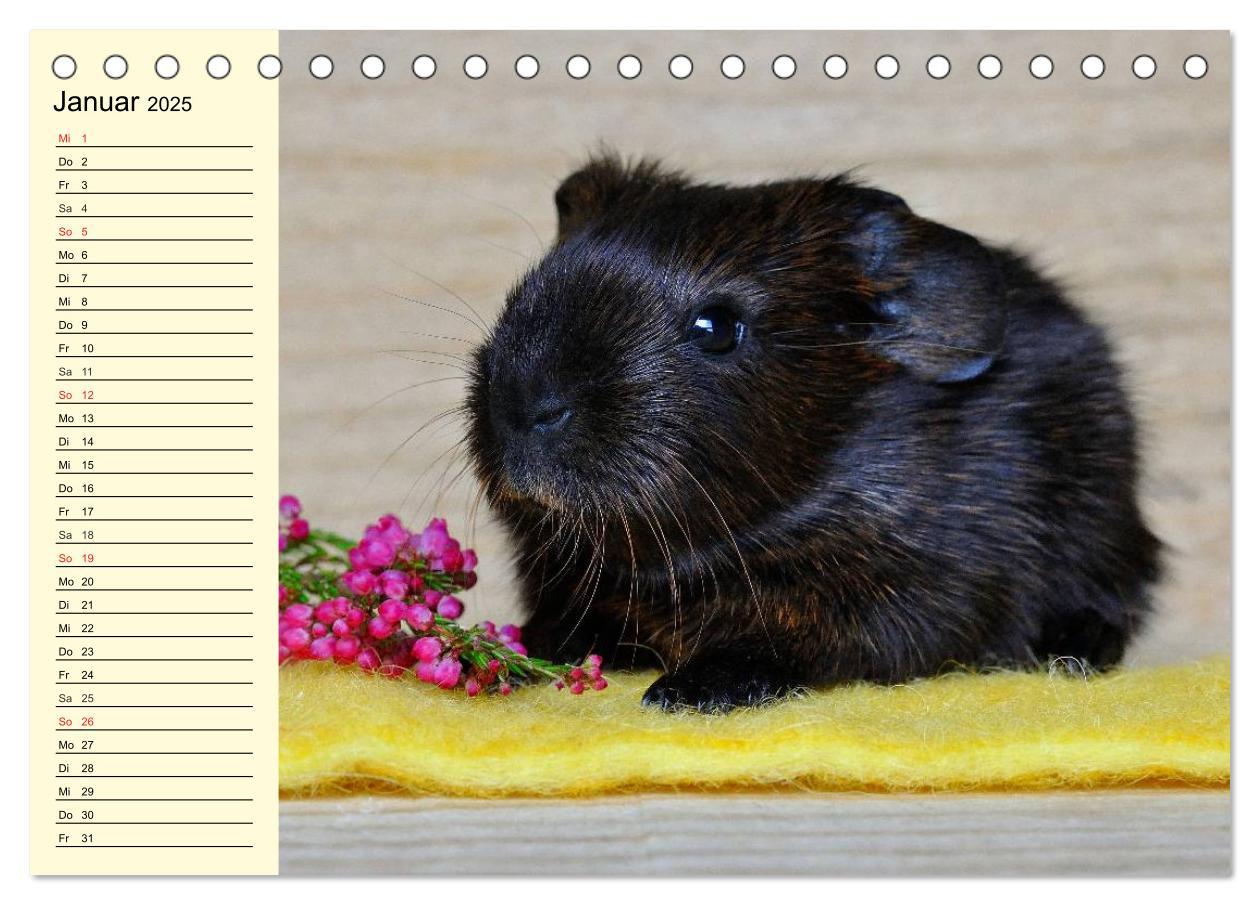 Bild: 9783435508457 | Meerschweinchen. Geliebte Nager (Tischkalender 2025 DIN A5 quer),...