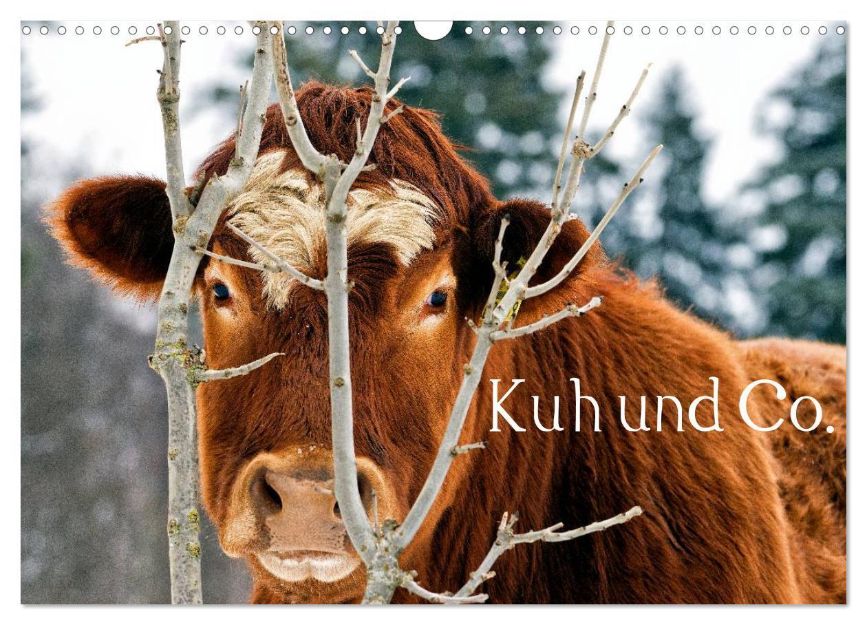 Cover: 9783435629046 | Kuh und Co. (Wandkalender 2025 DIN A3 quer), CALVENDO Monatskalender