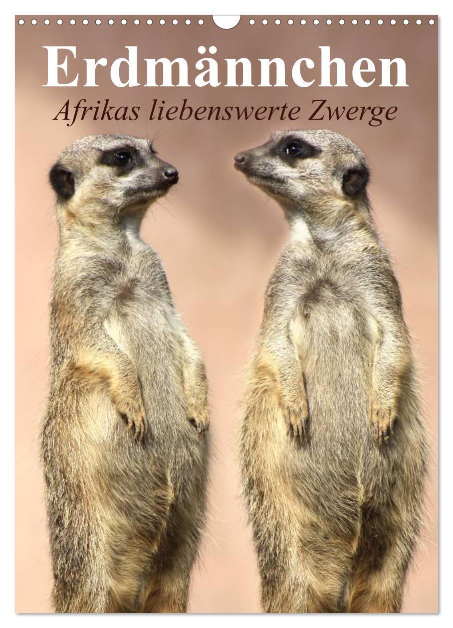 Cover: 9783457055052 | Erdmännchen - Afrikas liebenswerte Zwerge (Wandkalender 2025 DIN A3...