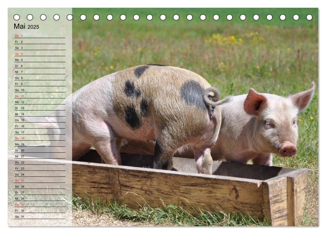 Bild: 9783435529421 | Von Säuen die Schwein haben! (Tischkalender 2025 DIN A5 quer),...