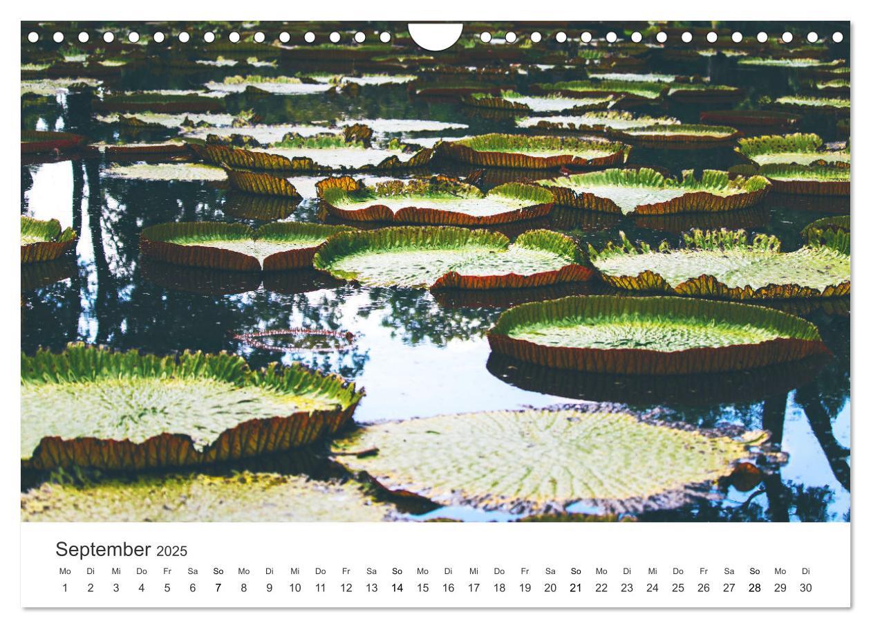 Bild: 9783435094820 | Traumhaftes Mauritius (Wandkalender 2025 DIN A4 quer), CALVENDO...