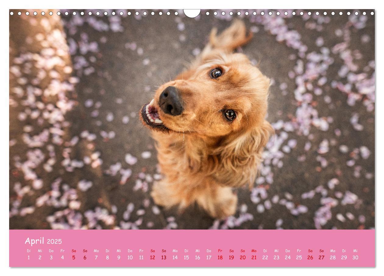 Bild: 9783383960314 | Englischer Cocker Spaniel (Wandkalender 2025 DIN A3 quer), CALVENDO...