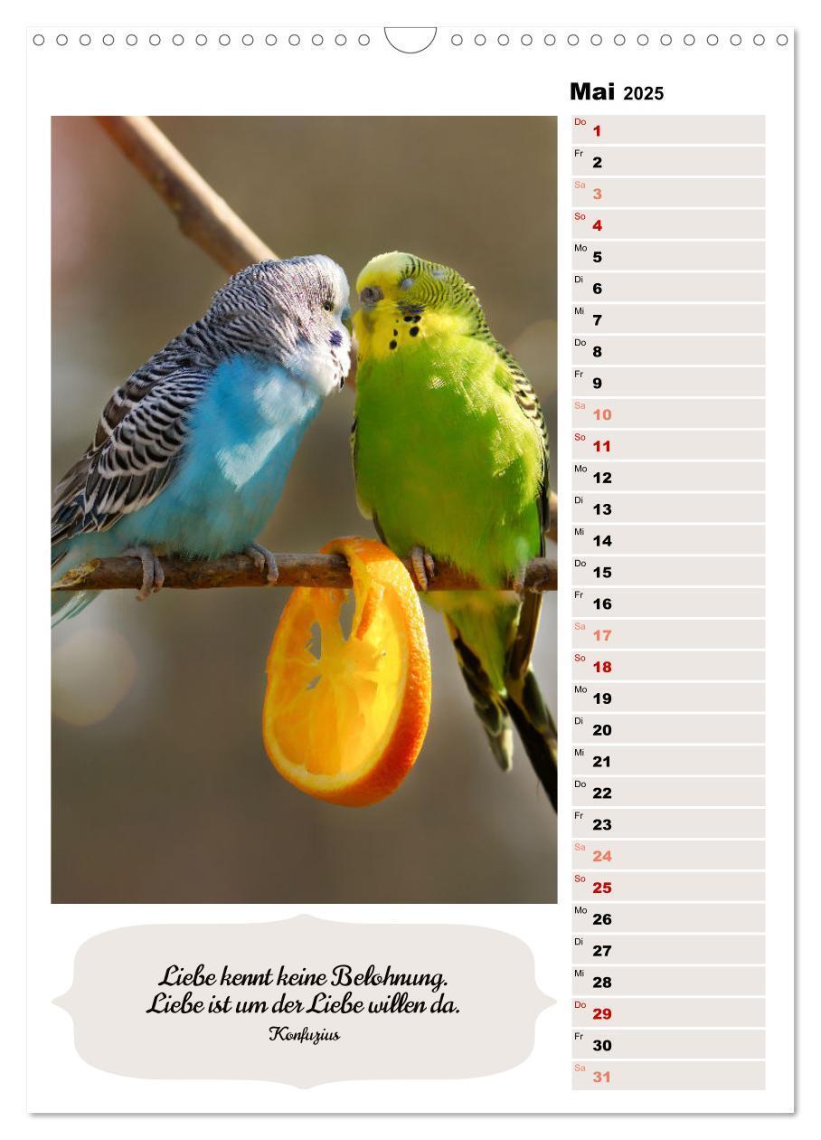 Bild: 9783435890620 | Niedliche Wellensittiche (Wandkalender 2025 DIN A3 hoch), CALVENDO...