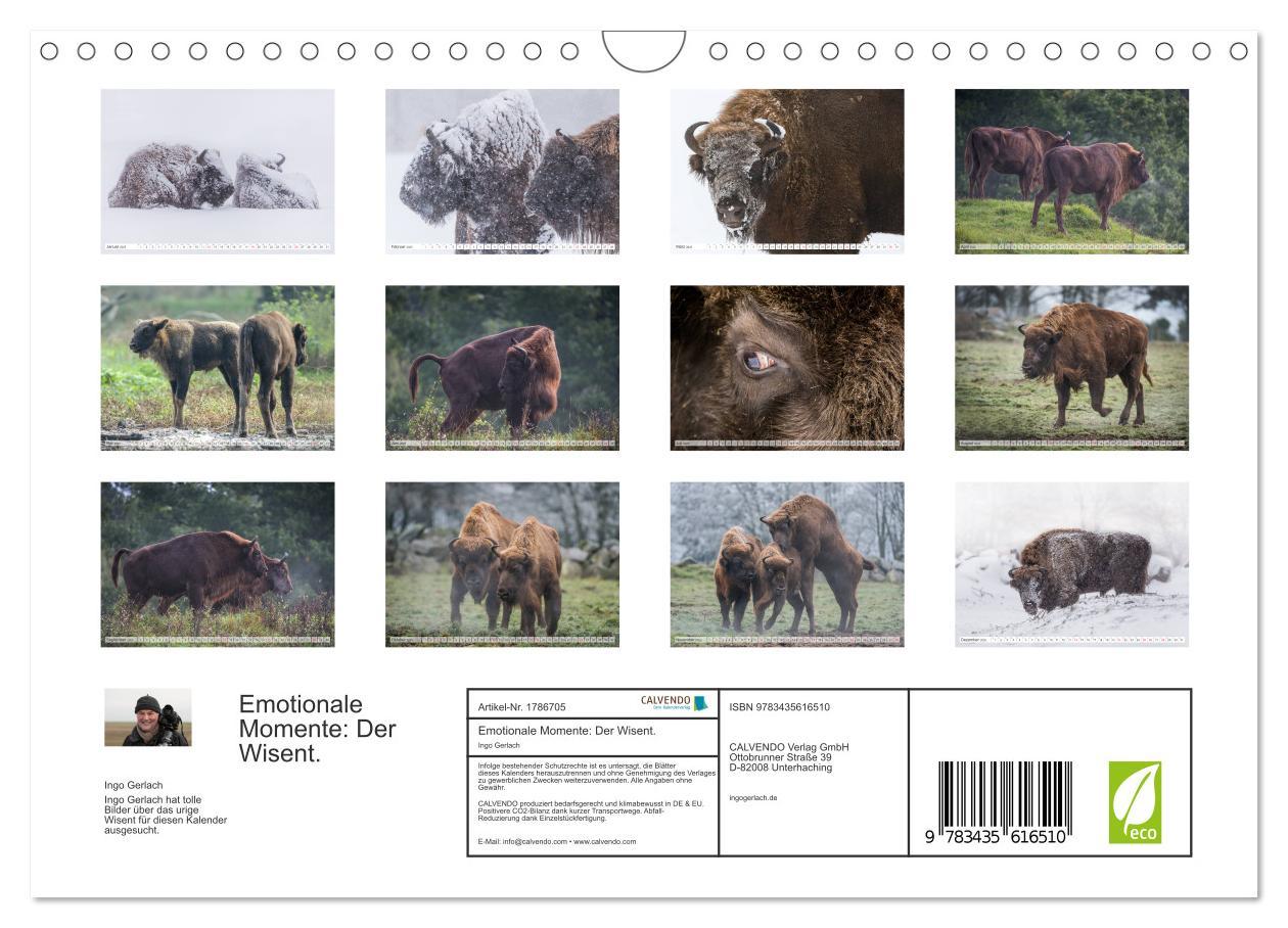 Bild: 9783435616510 | Emotionale Momente: Der Wisent. (Wandkalender 2025 DIN A4 quer),...