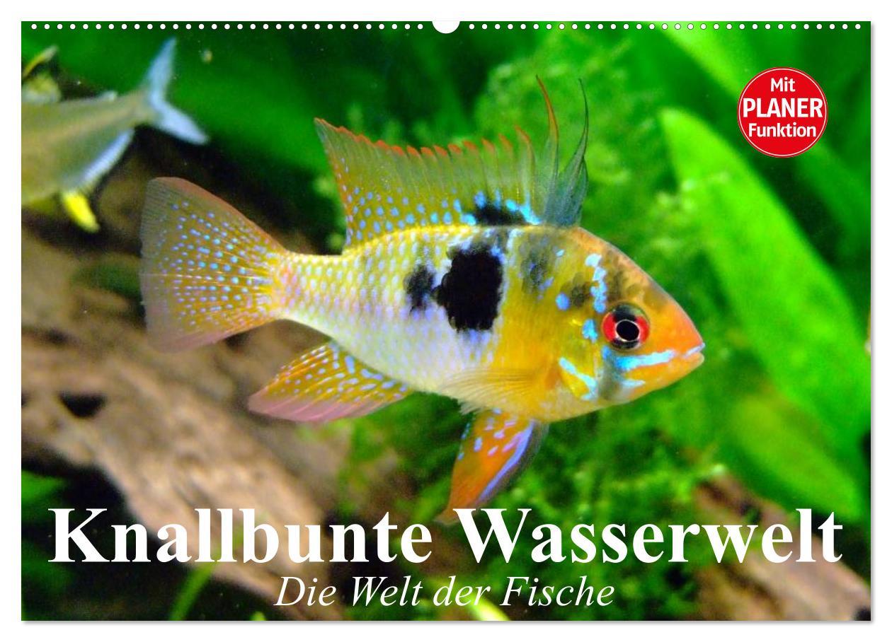 Cover: 9783435523078 | Knallbunte Wasserwelt. Die Welt der Fische (Wandkalender 2025 DIN...