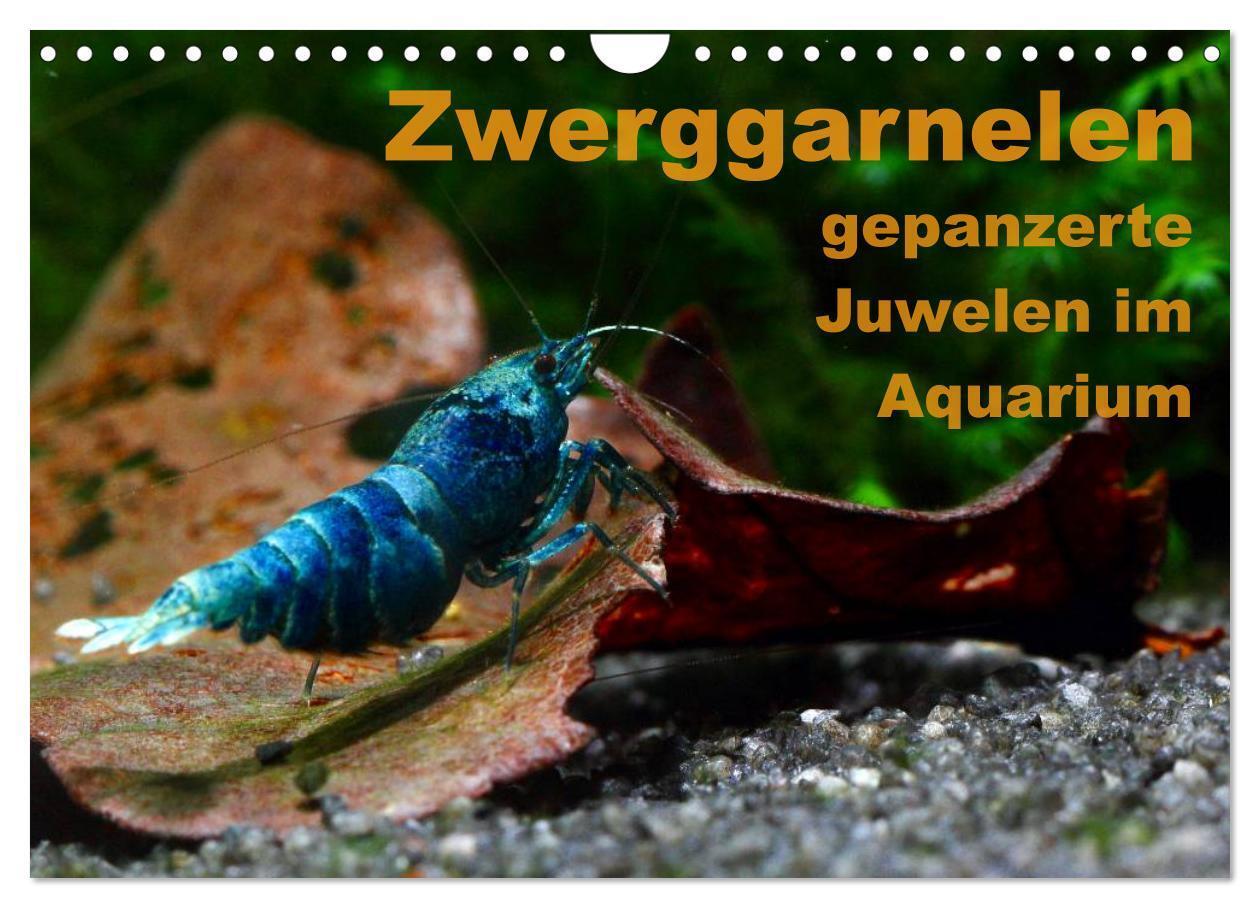 Cover: 9783435562060 | Zwerggarnelen - gepanzerte Juwelen im Aquarium (Wandkalender 2025...