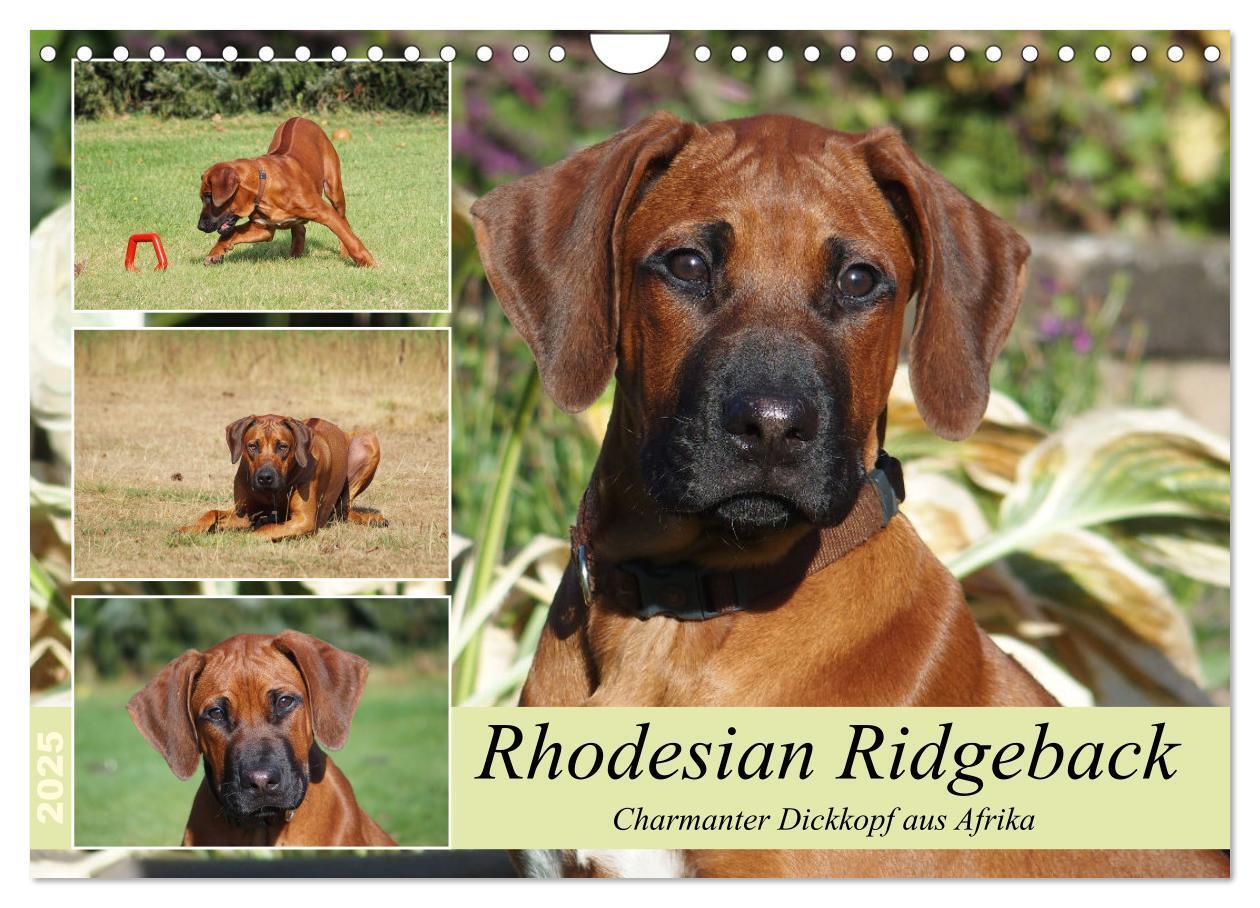 Cover: 9783383988028 | Rhodesian Ridgeback - Charmanter Dickkopf aus Afrika (Wandkalender...