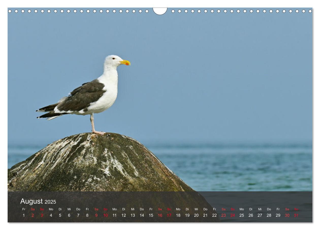 Bild: 9783383926143 | Strand und Küste - Möwen (Wandkalender 2025 DIN A3 quer), CALVENDO...