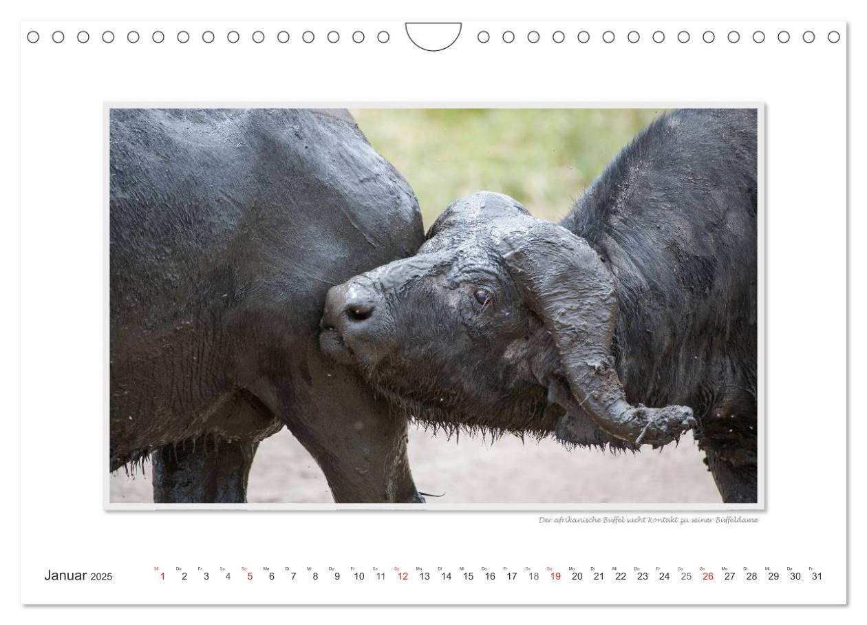 Bild: 9783435798780 | Emotionale Momente: Tierischer Sex. (Wandkalender 2025 DIN A4...