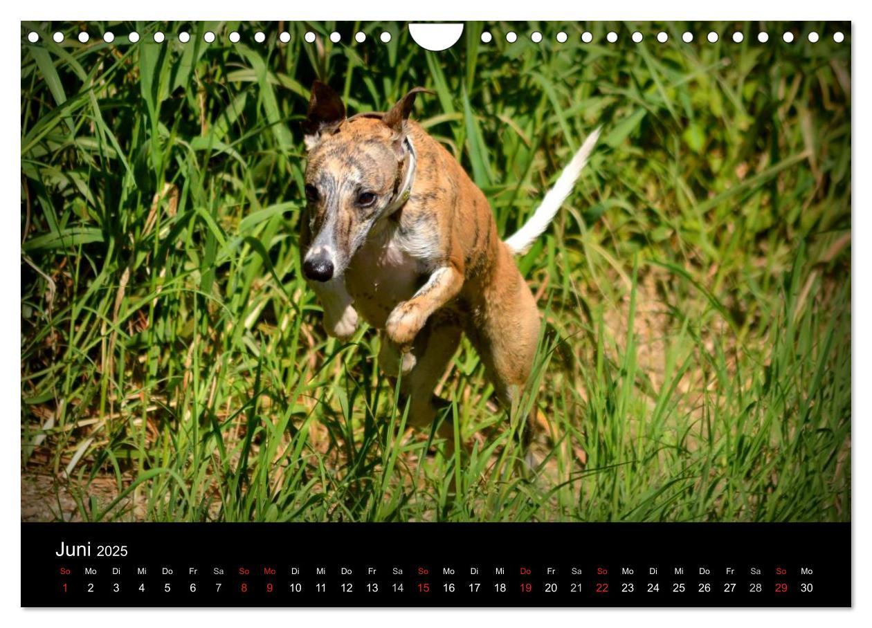 Bild: 9783435634910 | Whippets in Aktion (Wandkalender 2025 DIN A4 quer), CALVENDO...