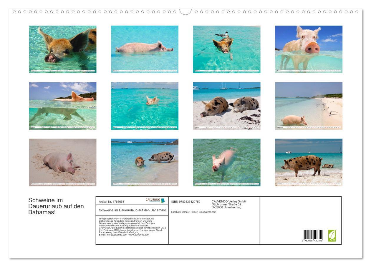 Bild: 9783435420759 | Schweine im Dauerurlaub auf den Bahamas! (Wandkalender 2025 DIN A2...