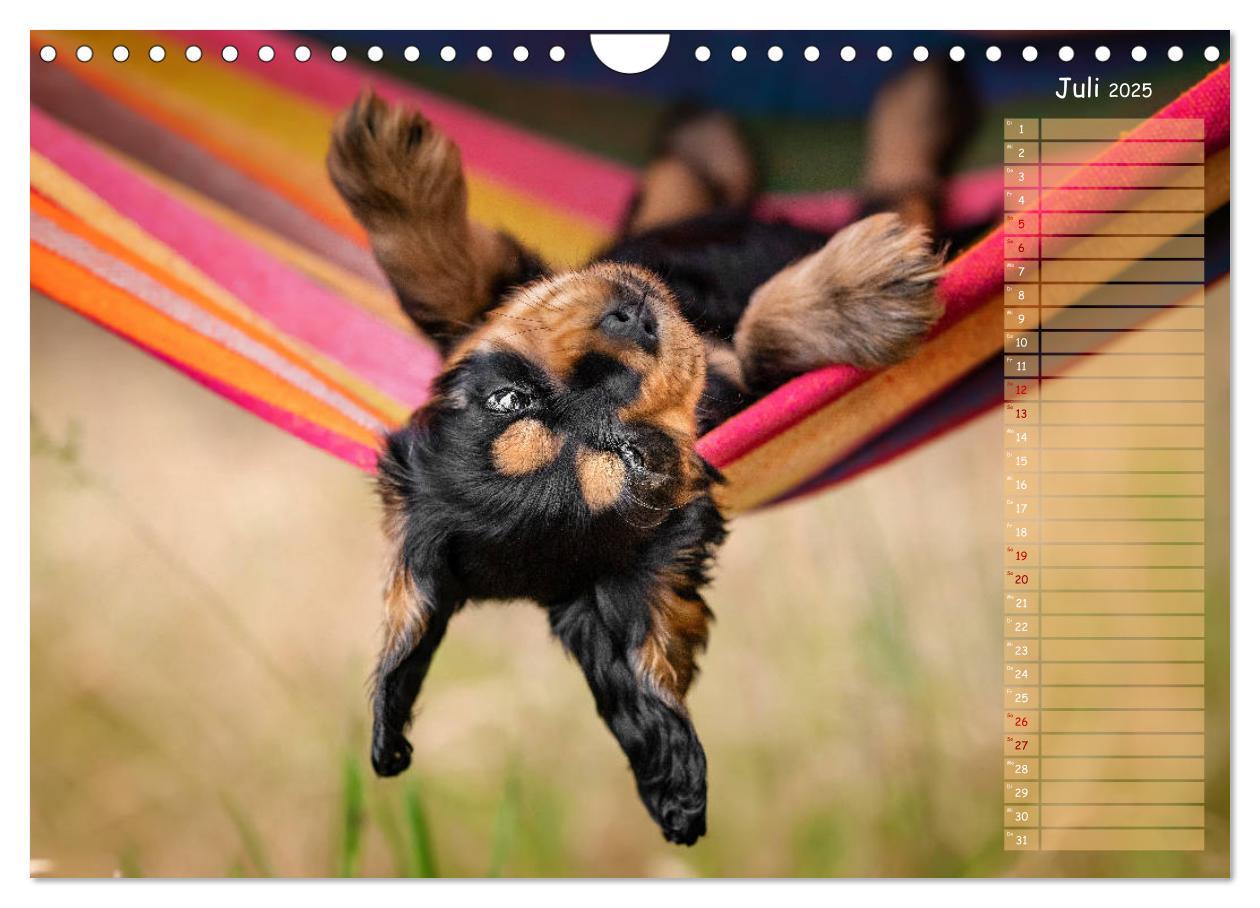 Bild: 9783435119844 | English Cocker Spaniel Welpen (Wandkalender 2025 DIN A4 quer),...