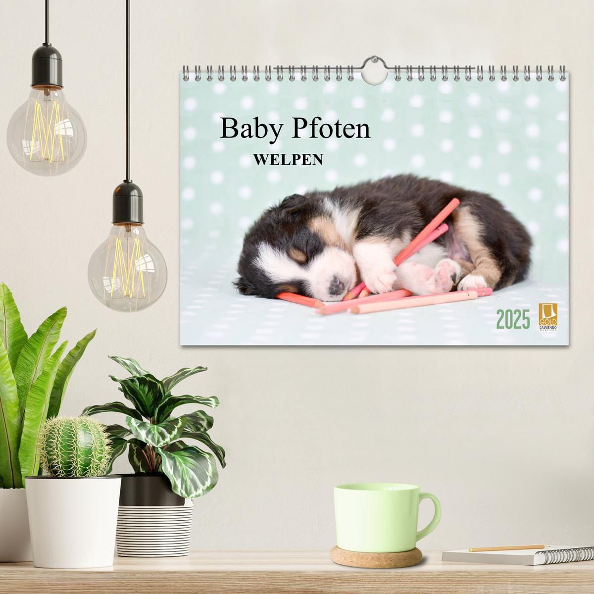 Bild: 9783435324224 | Baby Pfoten (Wandkalender 2025 DIN A4 quer), CALVENDO Monatskalender