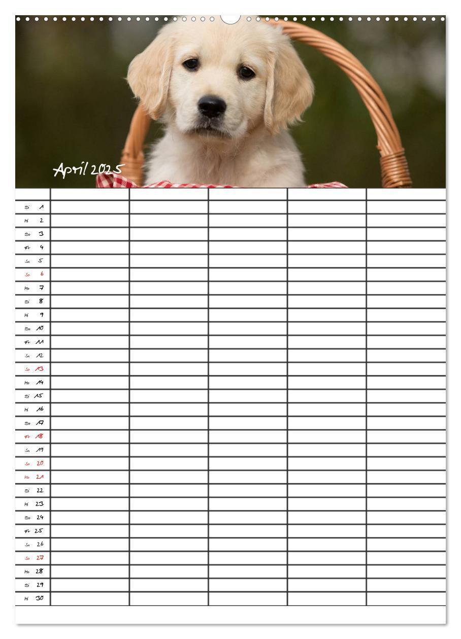 Bild: 9783457087718 | Familienplaner: Golden Retriever Welpen (Wandkalender 2025 DIN A2...