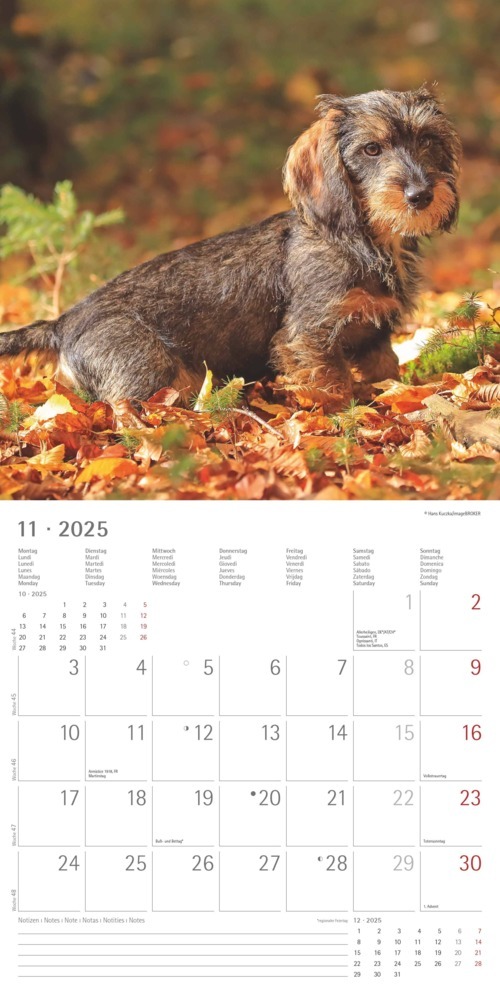 Bild: 4251732343033 | Alpha Edition - Dackel 2025 Broschürenkalender, 30x30cm,...