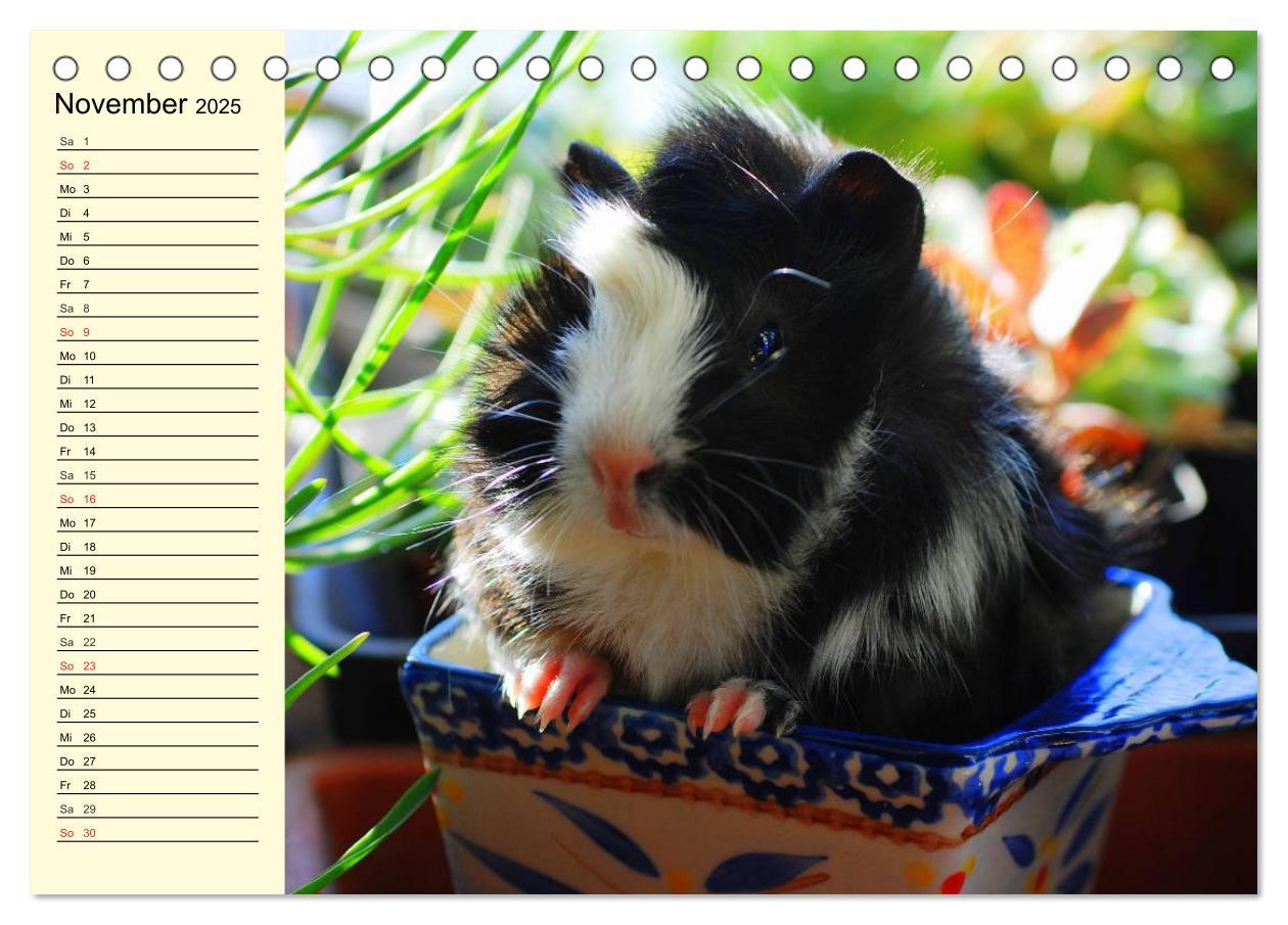 Bild: 9783435508457 | Meerschweinchen. Geliebte Nager (Tischkalender 2025 DIN A5 quer),...