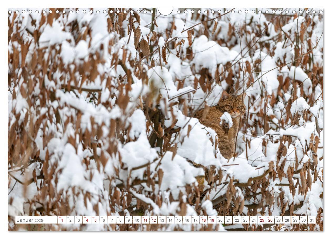 Bild: 9783435219339 | Wildkatzen - die anmutigsten Raubiere in Europa. (Wandkalender 2025...