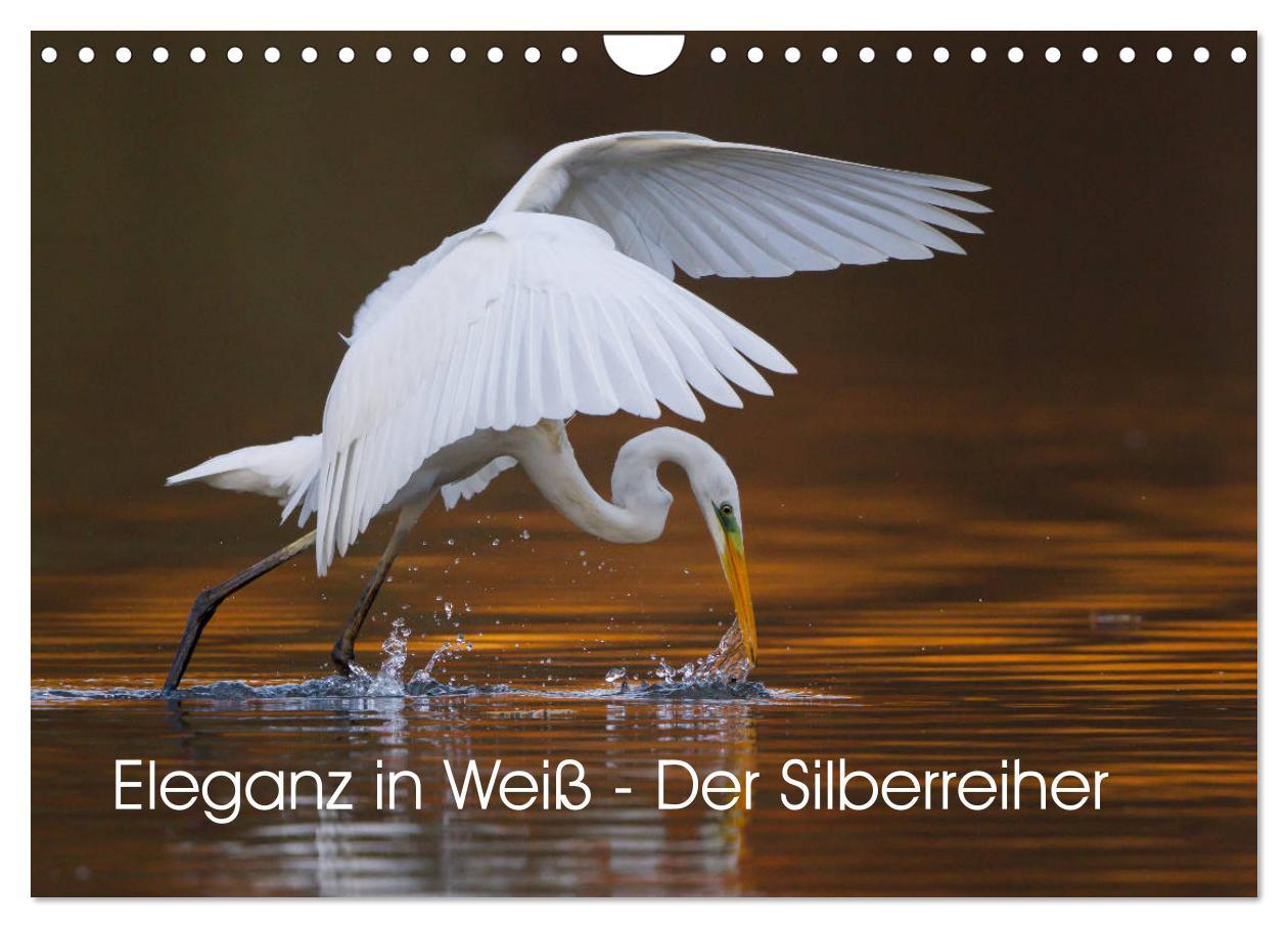 Cover: 9783435326945 | Eleganz in Weiß - Der Silberreiher (Wandkalender 2025 DIN A4 quer),...