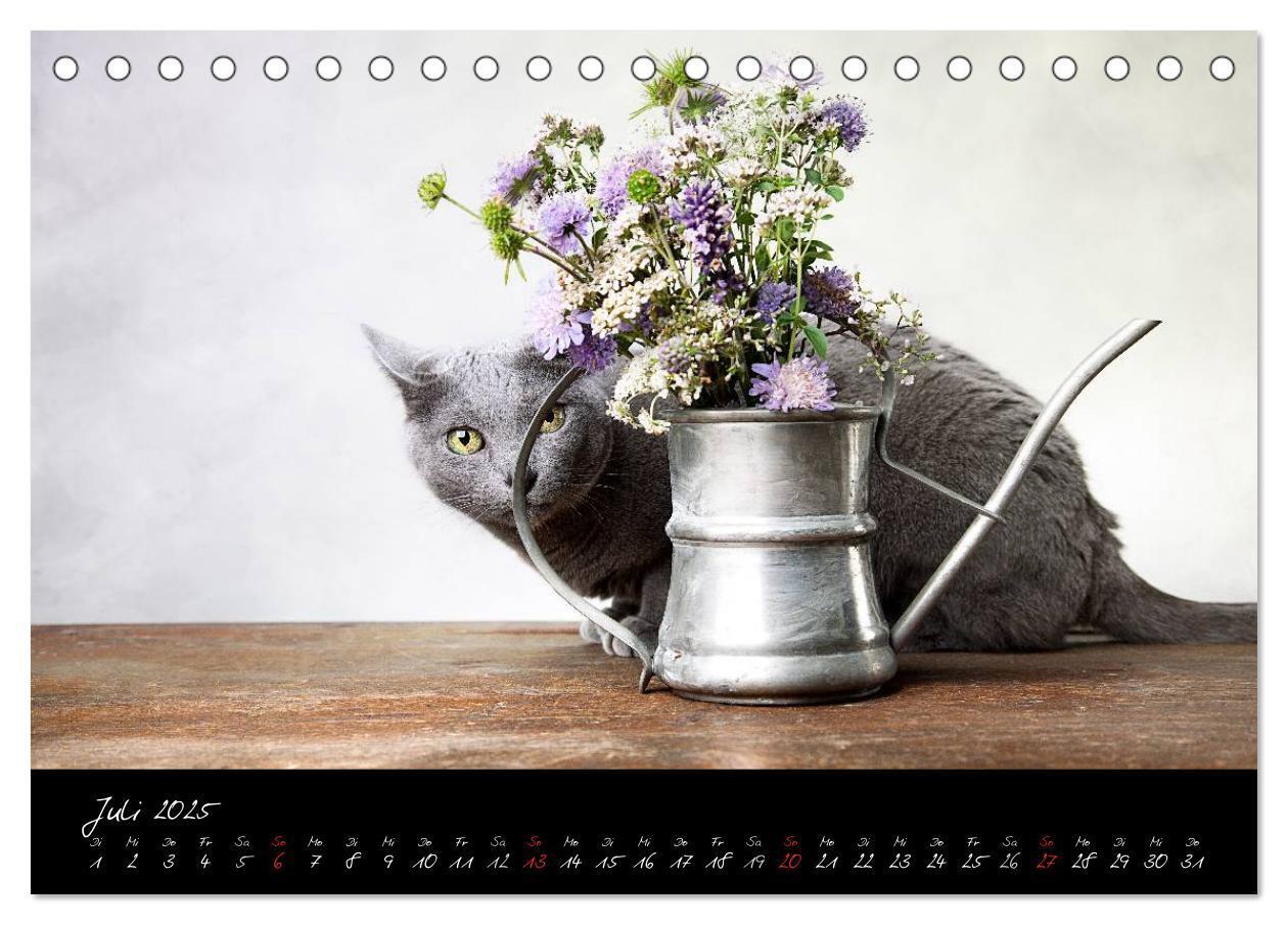 Bild: 9783435827954 | Katzen 2025 (Tischkalender 2025 DIN A5 quer), CALVENDO Monatskalender