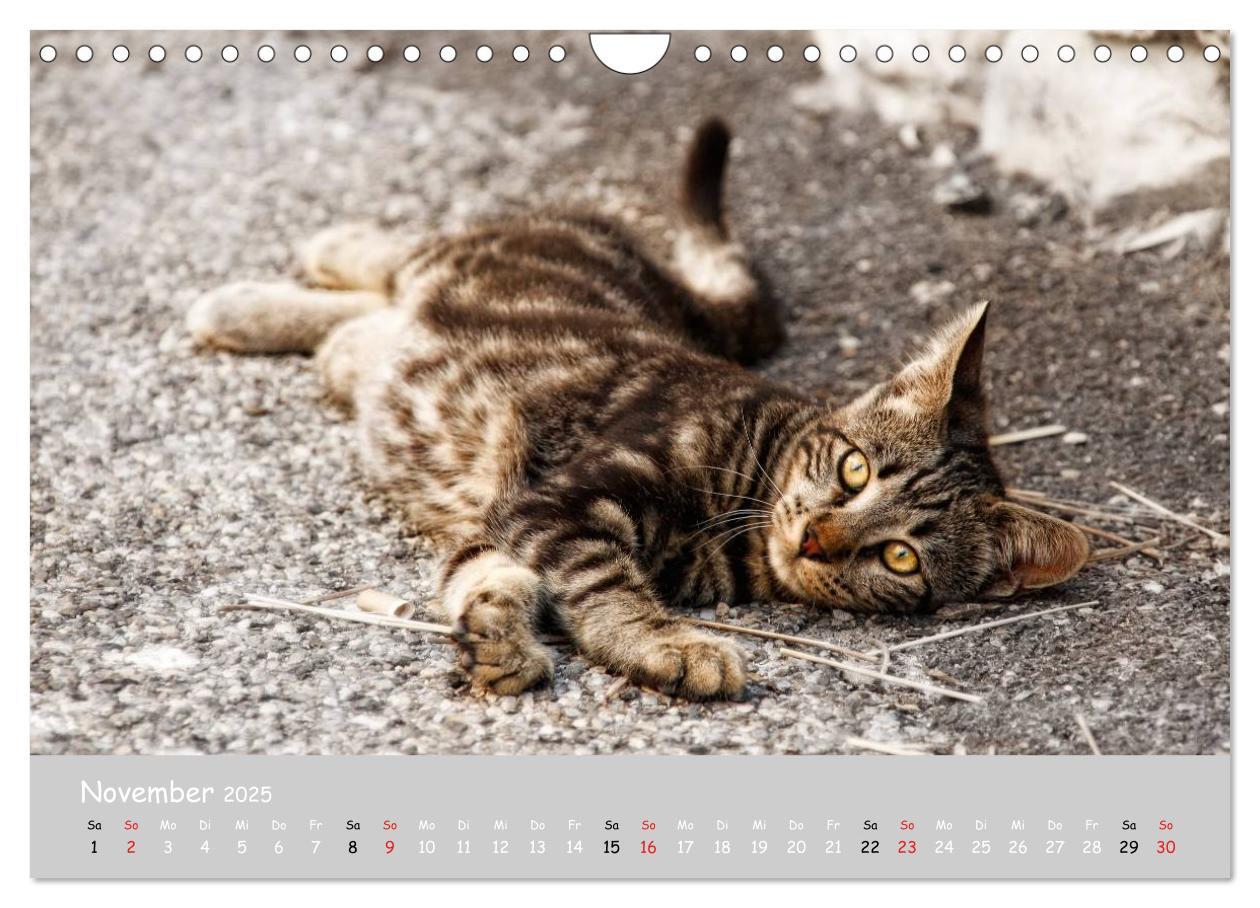 Bild: 9783435787975 | Katzen des Südens (Wandkalender 2025 DIN A4 quer), CALVENDO...