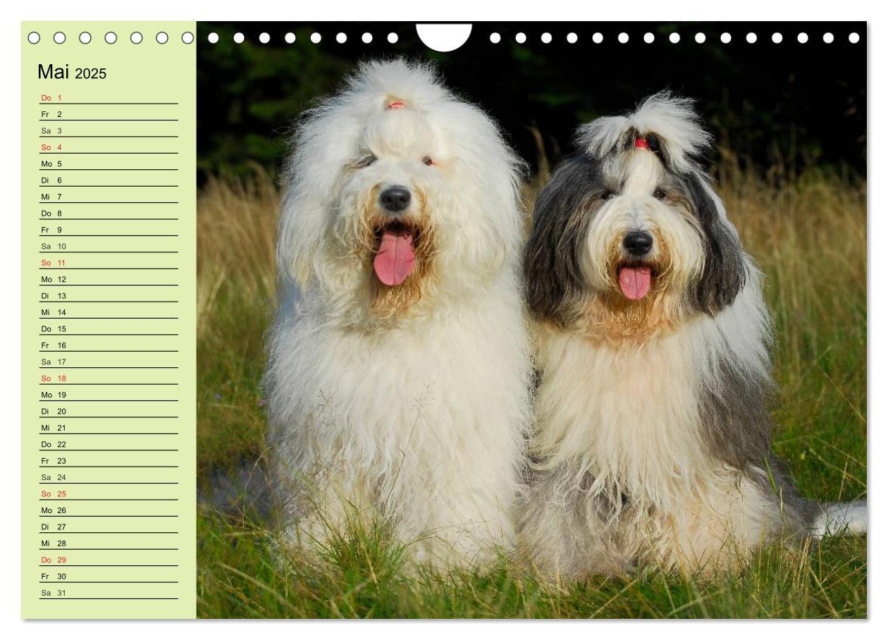 Bild: 9783435545902 | Traumhund Bobtail (Wandkalender 2025 DIN A4 quer), CALVENDO...