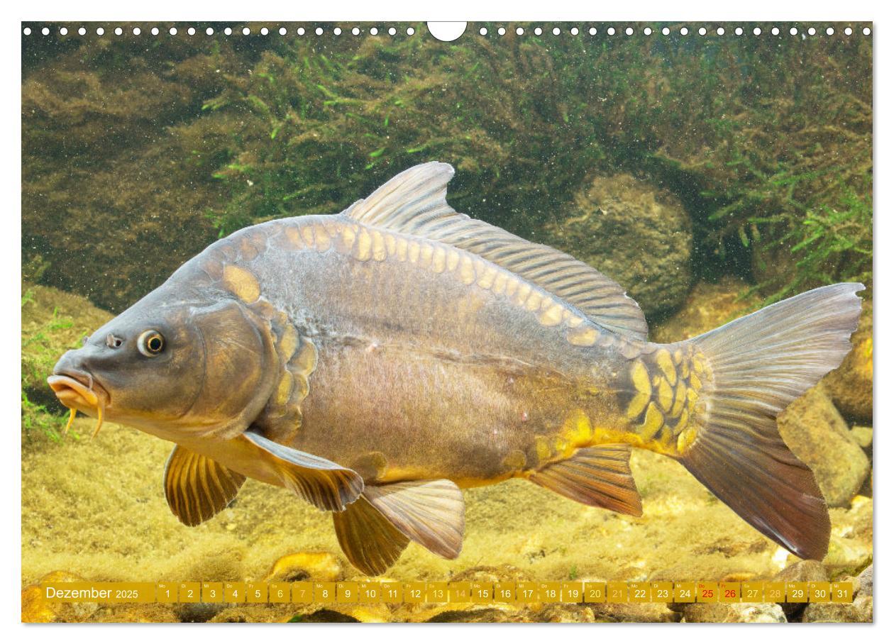 Bild: 9783383889219 | Fische in Teichen und Flüssen (Wandkalender 2025 DIN A3 quer),...