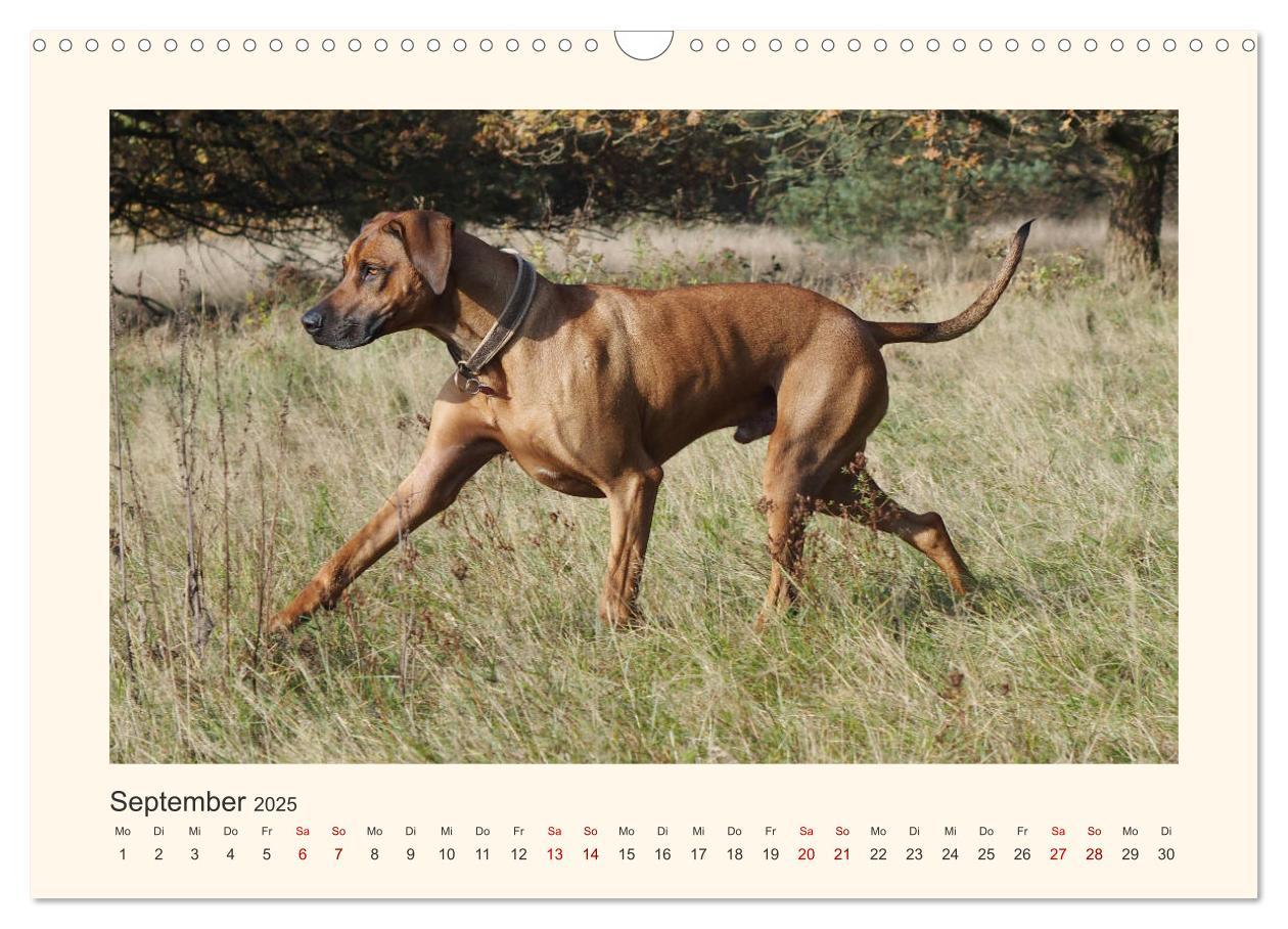 Bild: 9783435353132 | Rhodesian Ridgeback Power aus Südafrika (Wandkalender 2025 DIN A3...