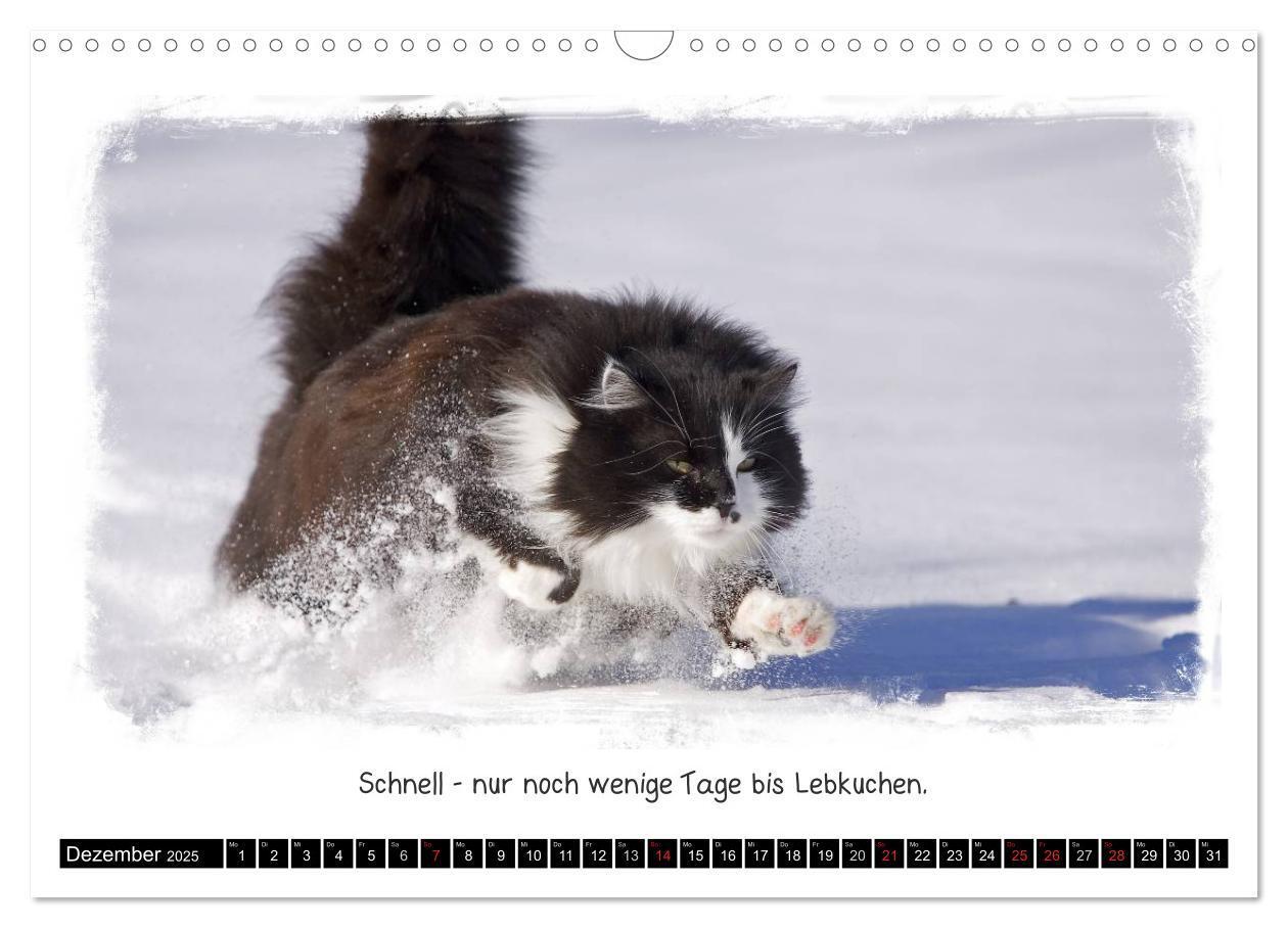 Bild: 9783435606658 | Tierisch witzig (Wandkalender 2025 DIN A3 quer), CALVENDO...