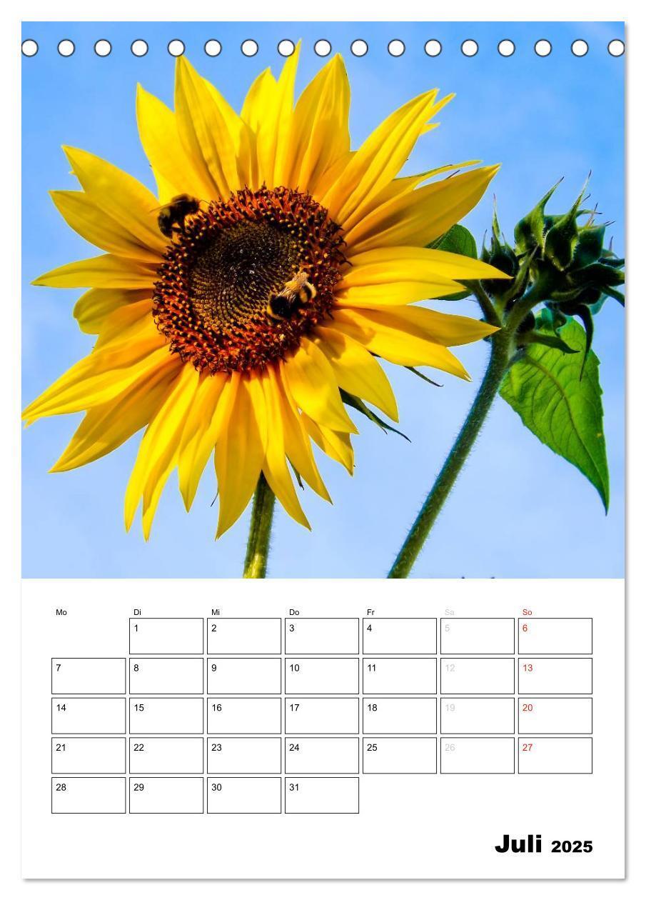 Bild: 9783435996476 | Strahlende Sonnenblumen (Tischkalender 2025 DIN A5 hoch), CALVENDO...