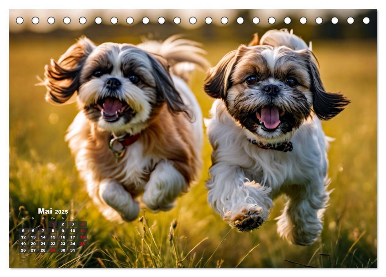 Bild: 9783435647279 | Shih Tzu - der wuschelige Hund aus Tibet (Tischkalender 2025 DIN A5...