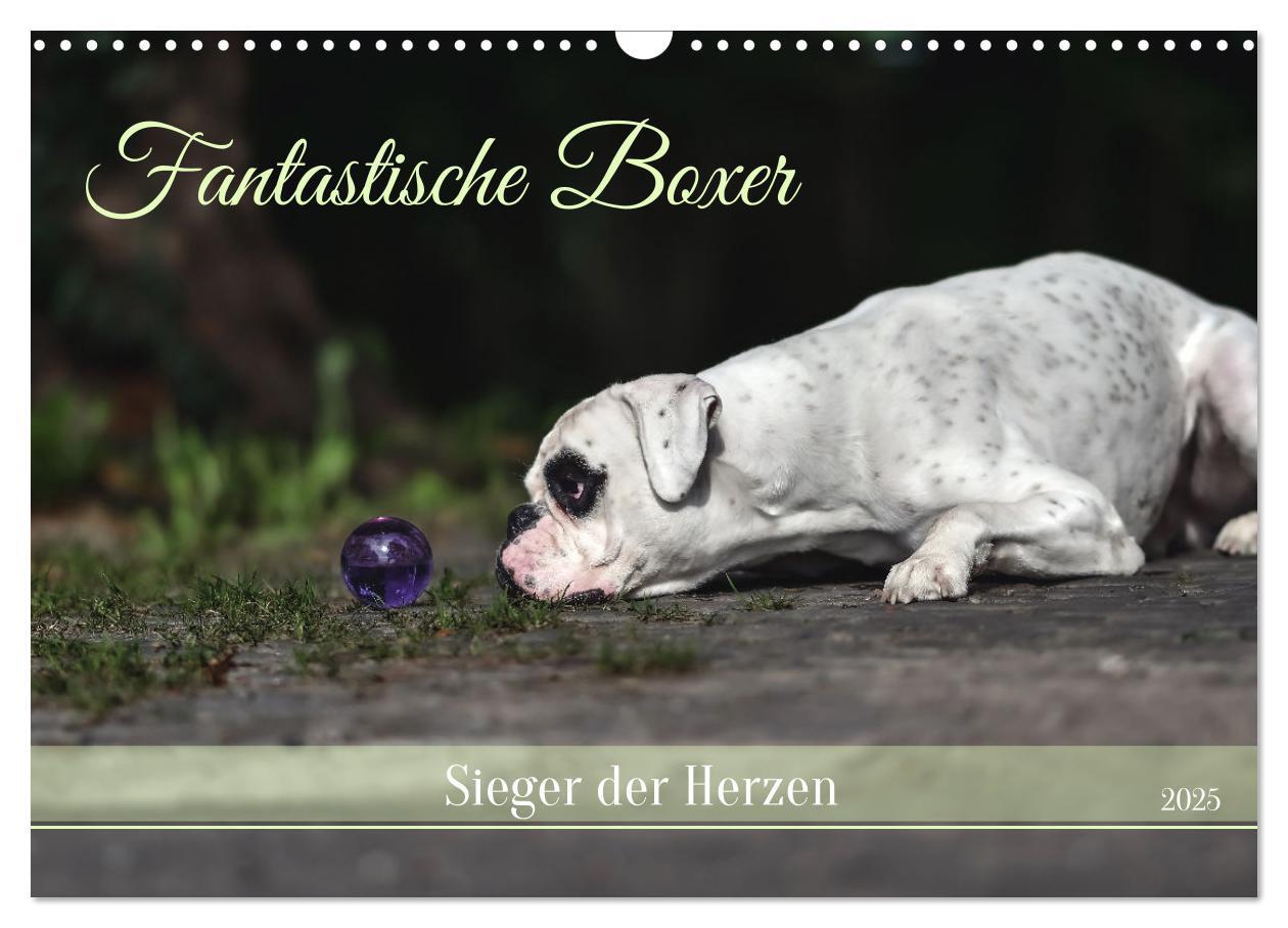 Cover: 9783383856235 | Fantastische Boxer - Sieger der Herzen (Wandkalender 2025 DIN A3...