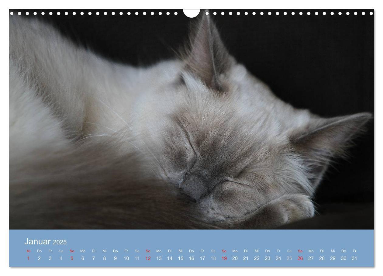 Bild: 9783435745548 | Engel auf 4 Pfoten - Ragdolls 2025 (Wandkalender 2025 DIN A3 quer),...